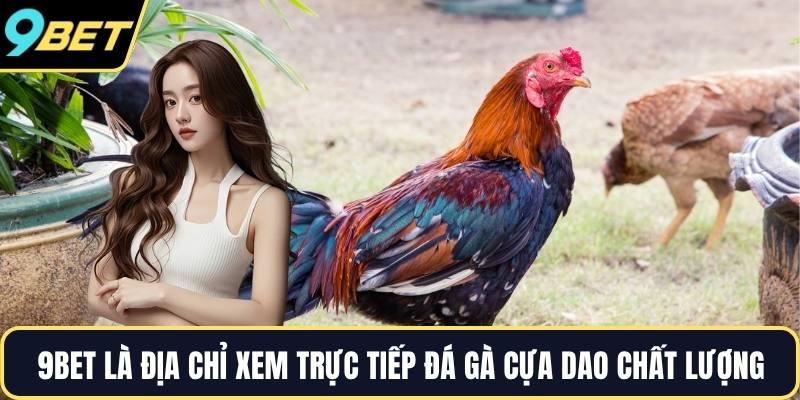 9BET là địa chỉ xem trực tiếp đá gà cựa dao chất lượng