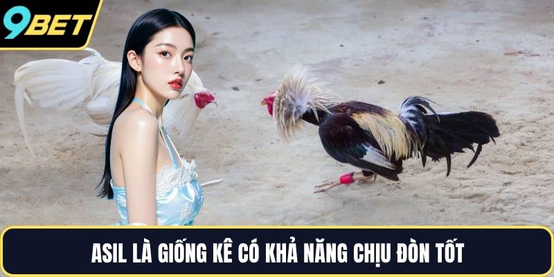 Asil là giống kê có khả năng chịu đòn tốt