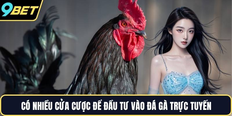 Có nhiều cửa cược để đầu tư vào đá gà trực tuyến