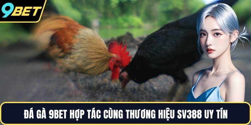 Đá gà 9BET hợp tác cùng thương hiệu SV388 uy tín