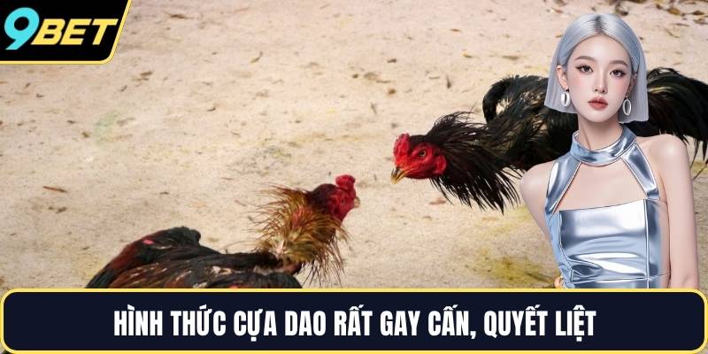 Hình thức cựa dao rất gay cấn, quyết liệt