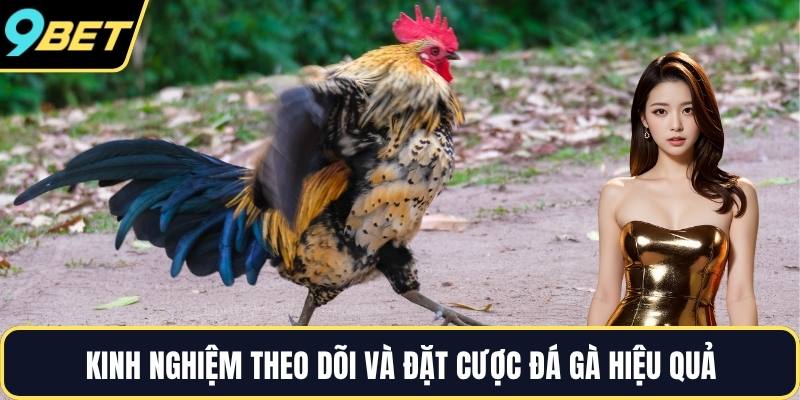 Kinh nghiệm theo dõi và đặt cược đá gà hiệu quả