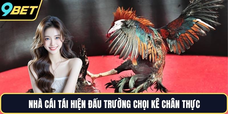 Nhà cái tái hiện đấu trường chọi kê chân thực